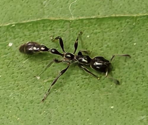 Tetraponera attenuata — 7