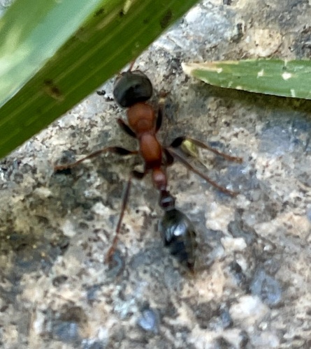 Arboreal Bicoloured Slender Ant — 1