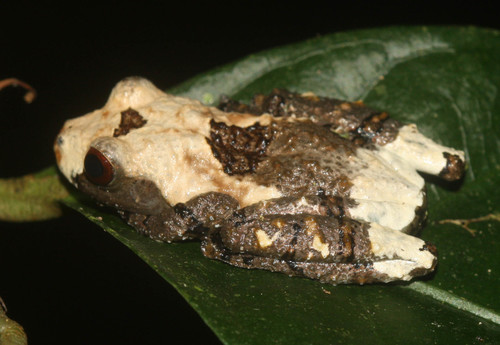 Spotted Mossy Frog — 4