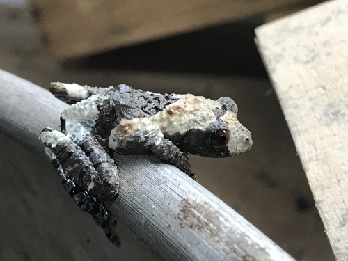 Spotted Mossy Frog — 8