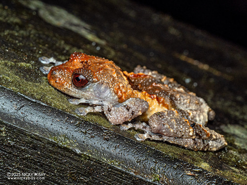 Grenouille caca-d'oiseau — 2