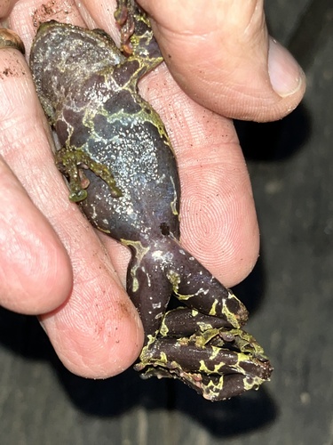 Theloderma bicolore — 2