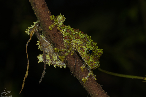 Vietnamese Mossy Frog — 2