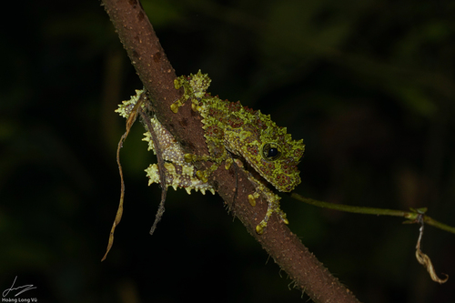 Vietnamese Mossy Frog — 3