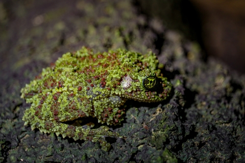 Vietnamese Mossy Frog — 5