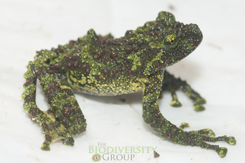 Vietnamese Mossy Frog — 7