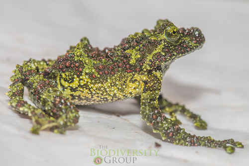 Vietnamese Mossy Frog — 8