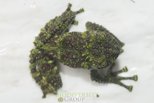 Vietnamese Mossy Frog — 9