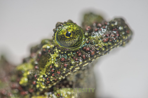 Vietnamese Mossy Frog — 10