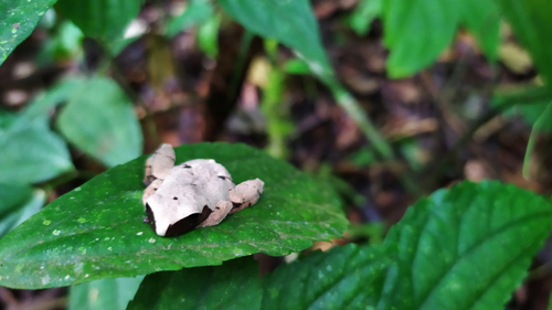 Smooth Mossy Frog — 2