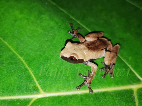 Smooth Mossy Frog — 3