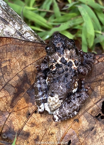 Theloderma étoilé — 2