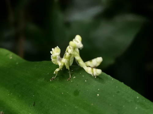 Asian Banded Flower Mantis — 9