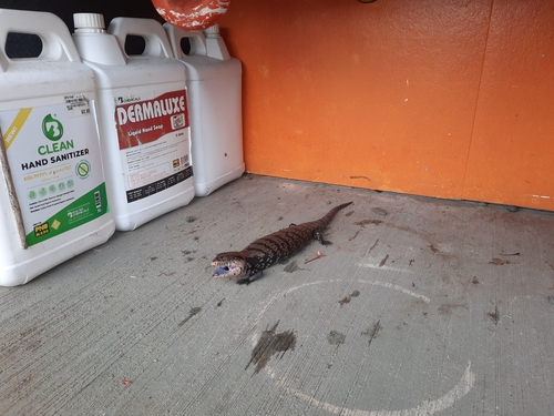Indonesian Blue Tongue Skink — 2