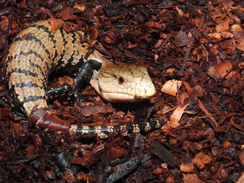 Indonesian Blue Tongue Skink — 3