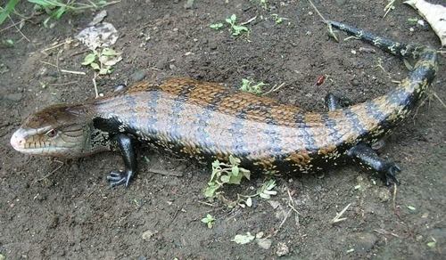 Indonesian Blue Tongue Skink — 9