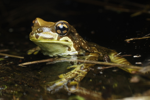 Mission Golden-Eyed Tree Frog — 6