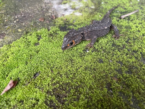 Red-Eyed Crocodile Skink — 4
