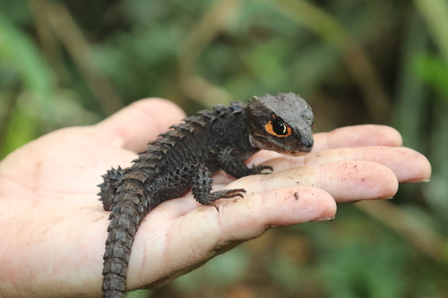 Red-Eyed Crocodile Skink — 5