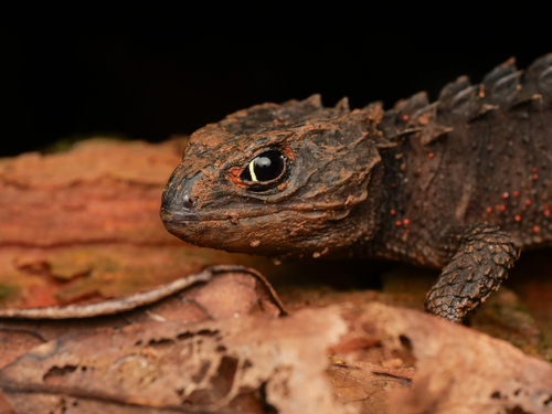 Red-Eyed Crocodile Skink — 7