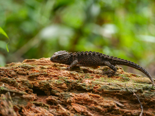 Red-Eyed Crocodile Skink — 8