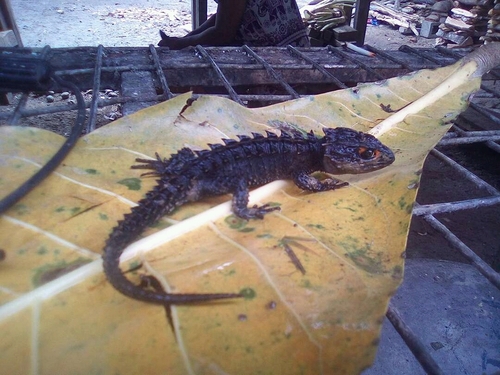 Red-Eyed Crocodile Skink — 9