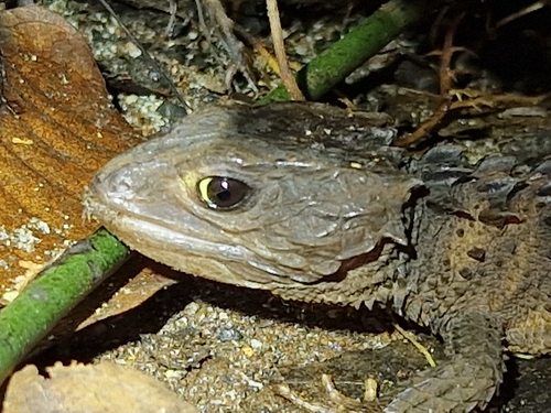 Black-Eyed Crocodile Skink — 5
