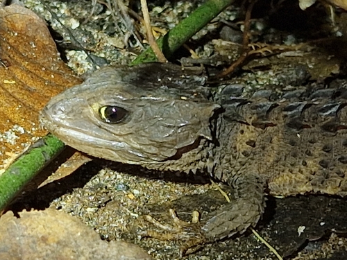 Black-Eyed Crocodile Skink — 6