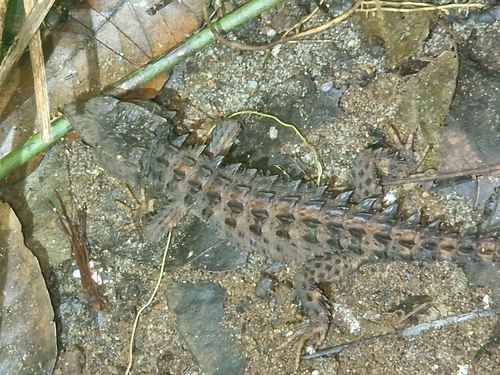 Black-Eyed Crocodile Skink — 7