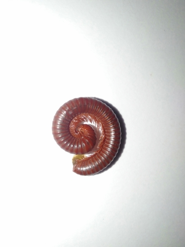Mille-pattes rouille — 1