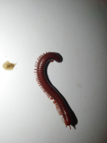 Mille-pattes rouille — 5