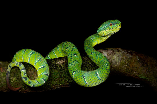 Bornean Pit Viper — 2