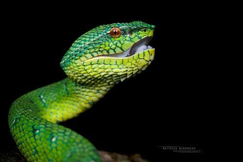 Bornean Pit Viper — 5