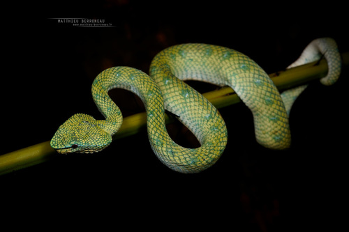 Bornean Pit Viper — 6