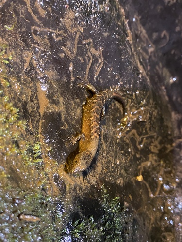 Scinque d'eau thaï — 3