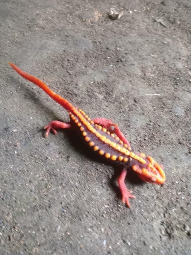 Angular-headed Newt — 2