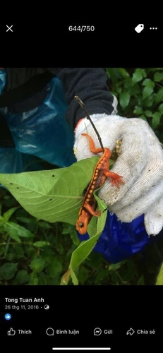 Angular-headed Newt — 5