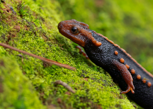 Crocodile Newt Thai endémique — 2
