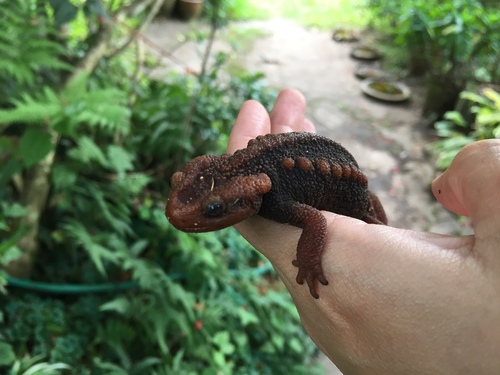 Crocodile Newt Thai endémique — 6