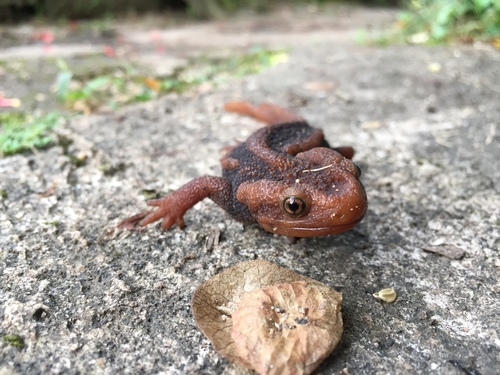 Crocodile Newt Thai endémique — 7