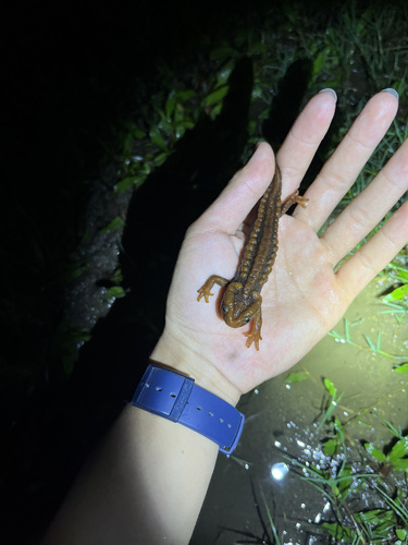 Himalayan Crocodile Newt — 2