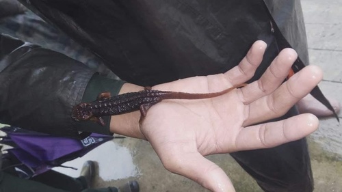 Himalayan Crocodile Newt — 3
