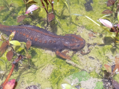 Himalayan Crocodile Newt — 4