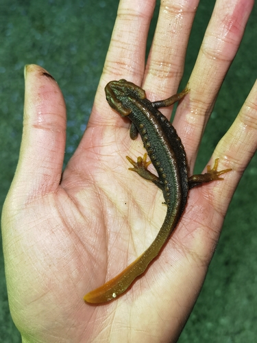 Himalayan Crocodile Newt — 6
