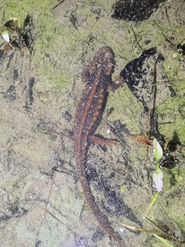 Himalayan Crocodile Newt — 7