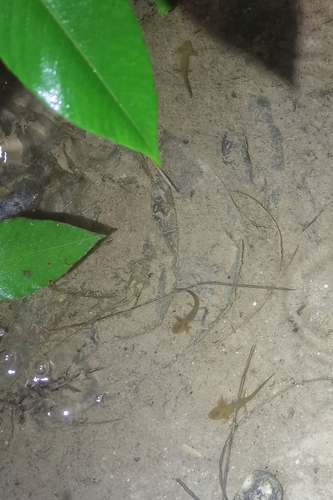 Himalayan Crocodile Newt — 9