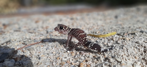 Thick-Tailed Gecko — 7