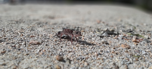 Thick-Tailed Gecko — 9