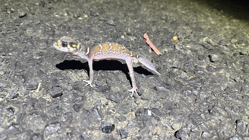 Thick-Tailed Gecko — 10