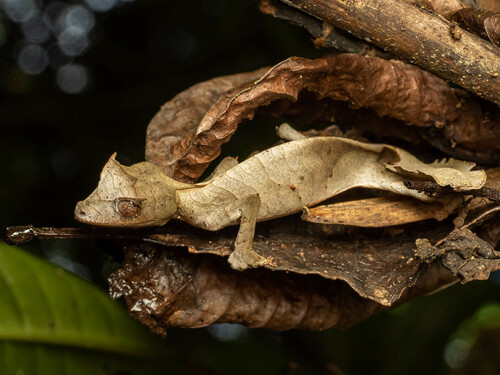 Satanic Leaf-tailed Gecko — 9
